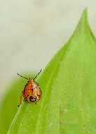 Image of Spined Soldier Bug