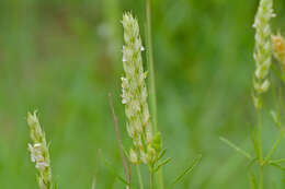 Image of squirrel's tail