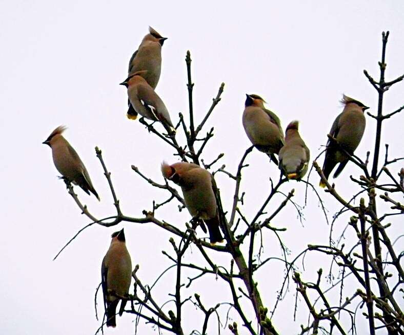 Image of waxwings and relatives