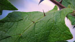 Image of Solanum reflexiflorum Moric. ex Dun.