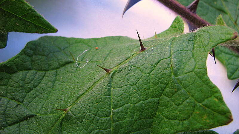 Image of Solanum reflexiflorum Moric. ex Dun.