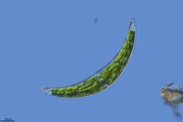 Closterium dianae Ehrenberg ex Ralfs 1848 resmi