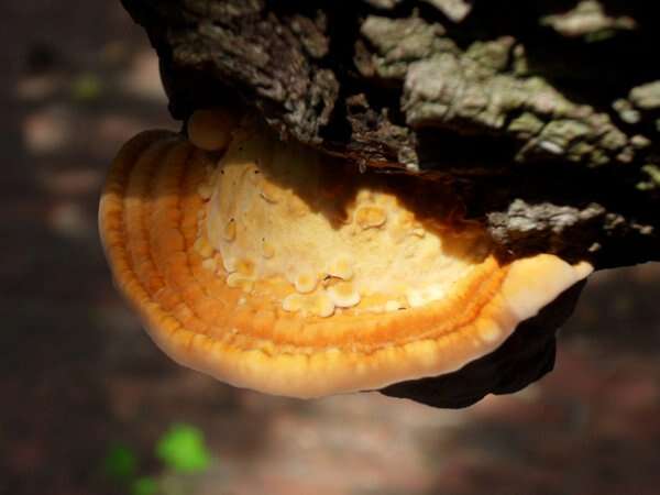 Image of Ganoderma