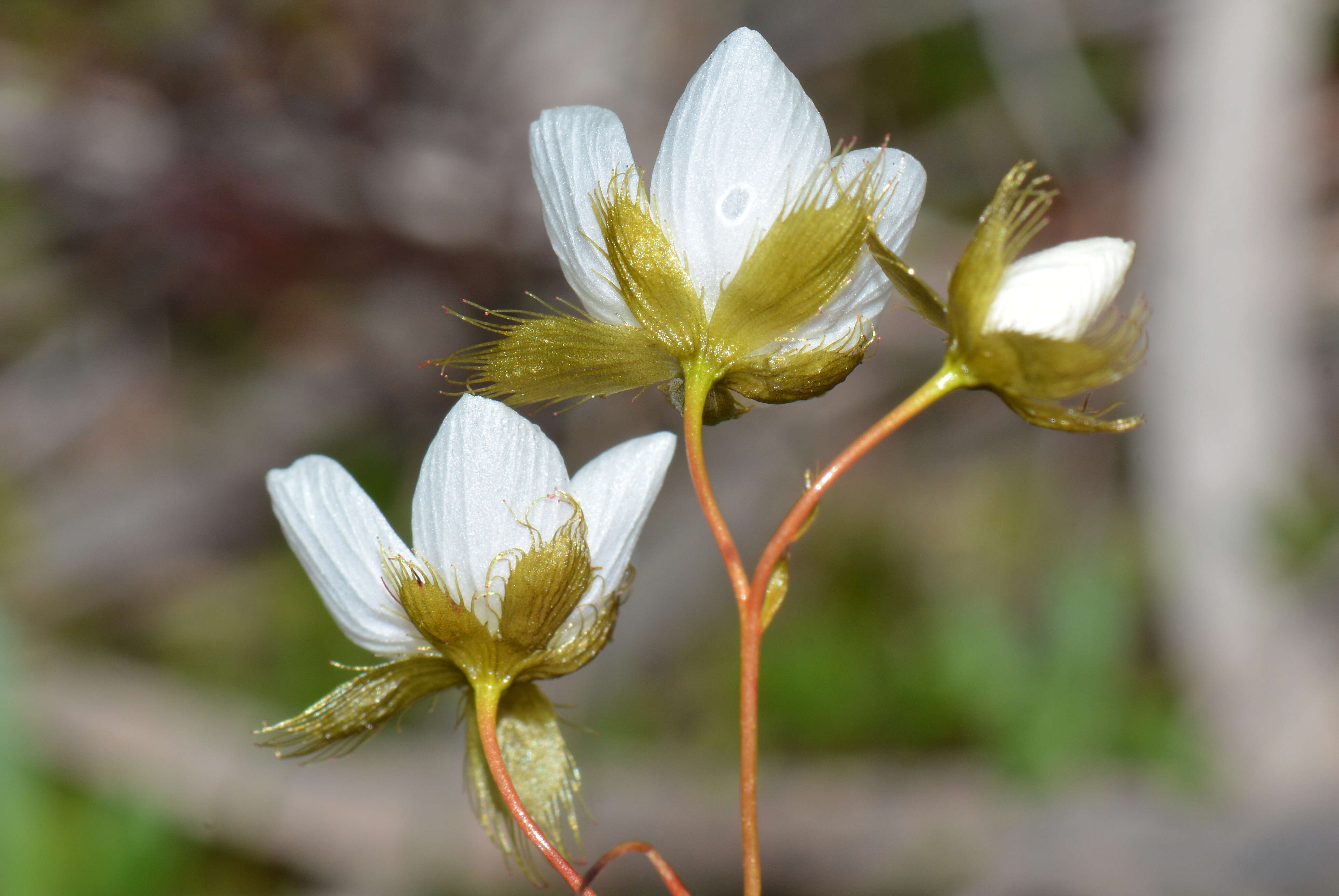 Image of Drosera huegelii Endl.