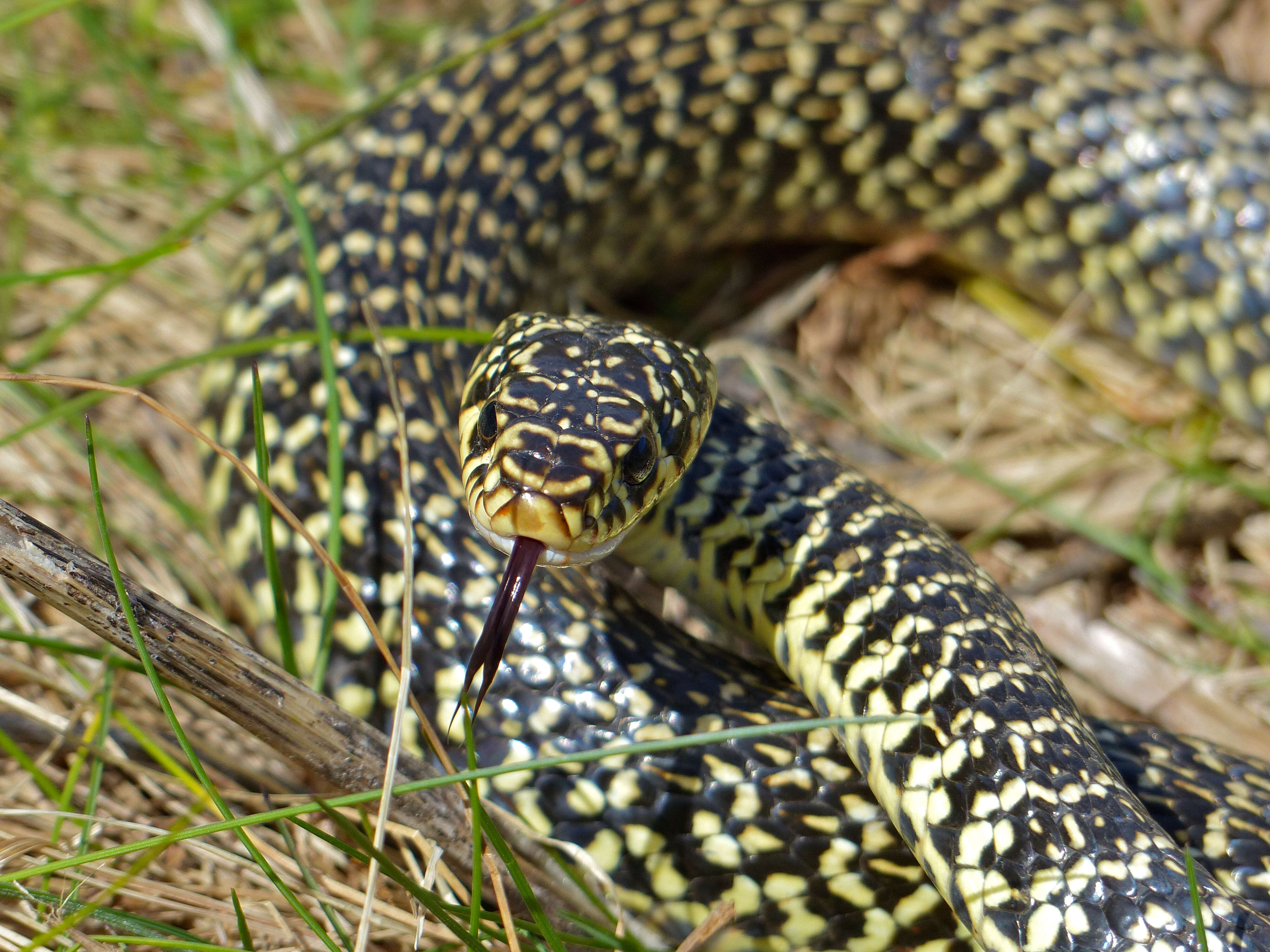 Image of Whip Snakes