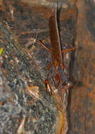 Image of tarachodid mantises