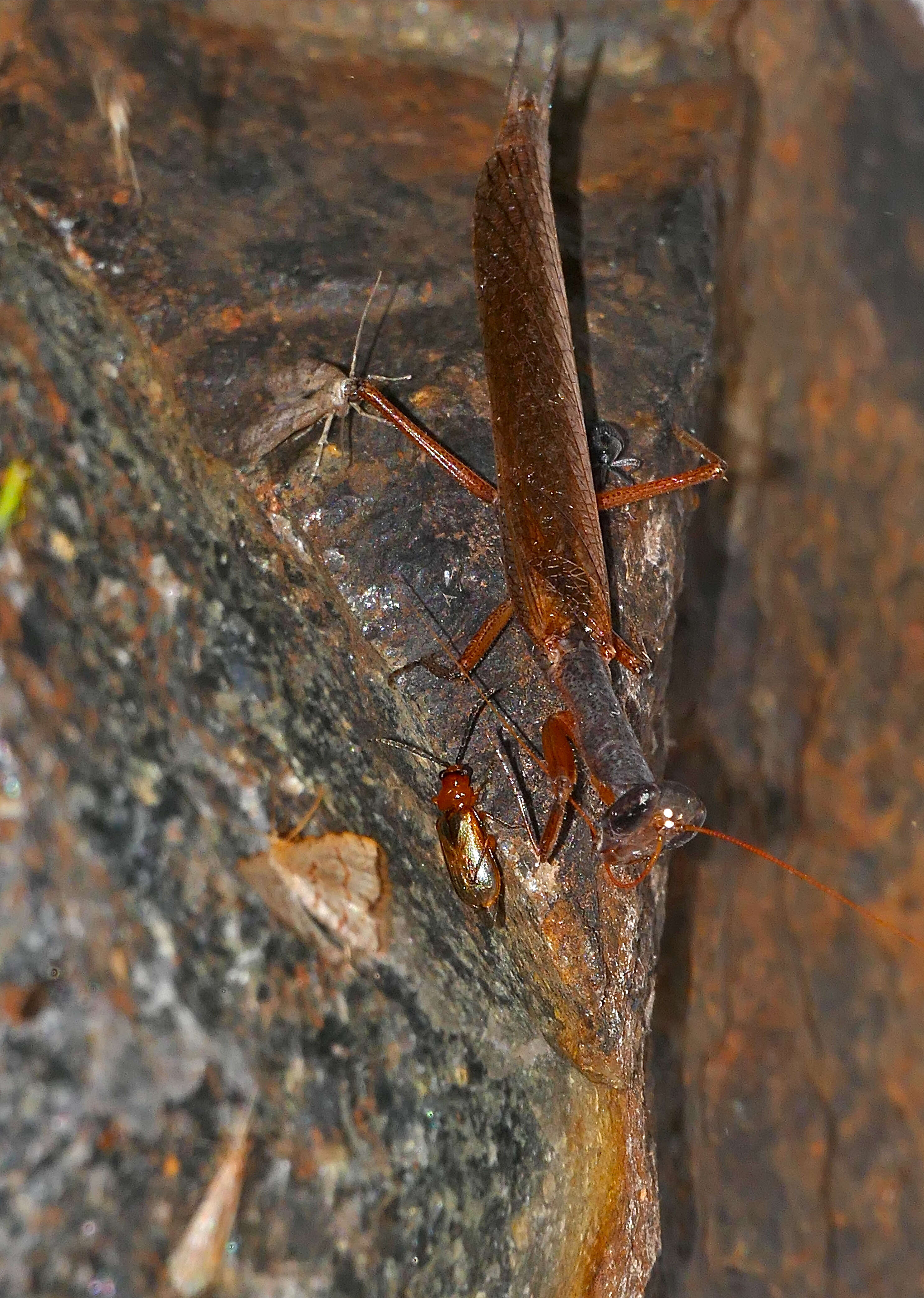 Image of tarachodid mantises