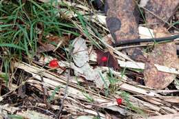 Image of bonnet mushrooms