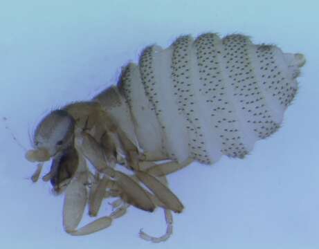 Image of Diptera