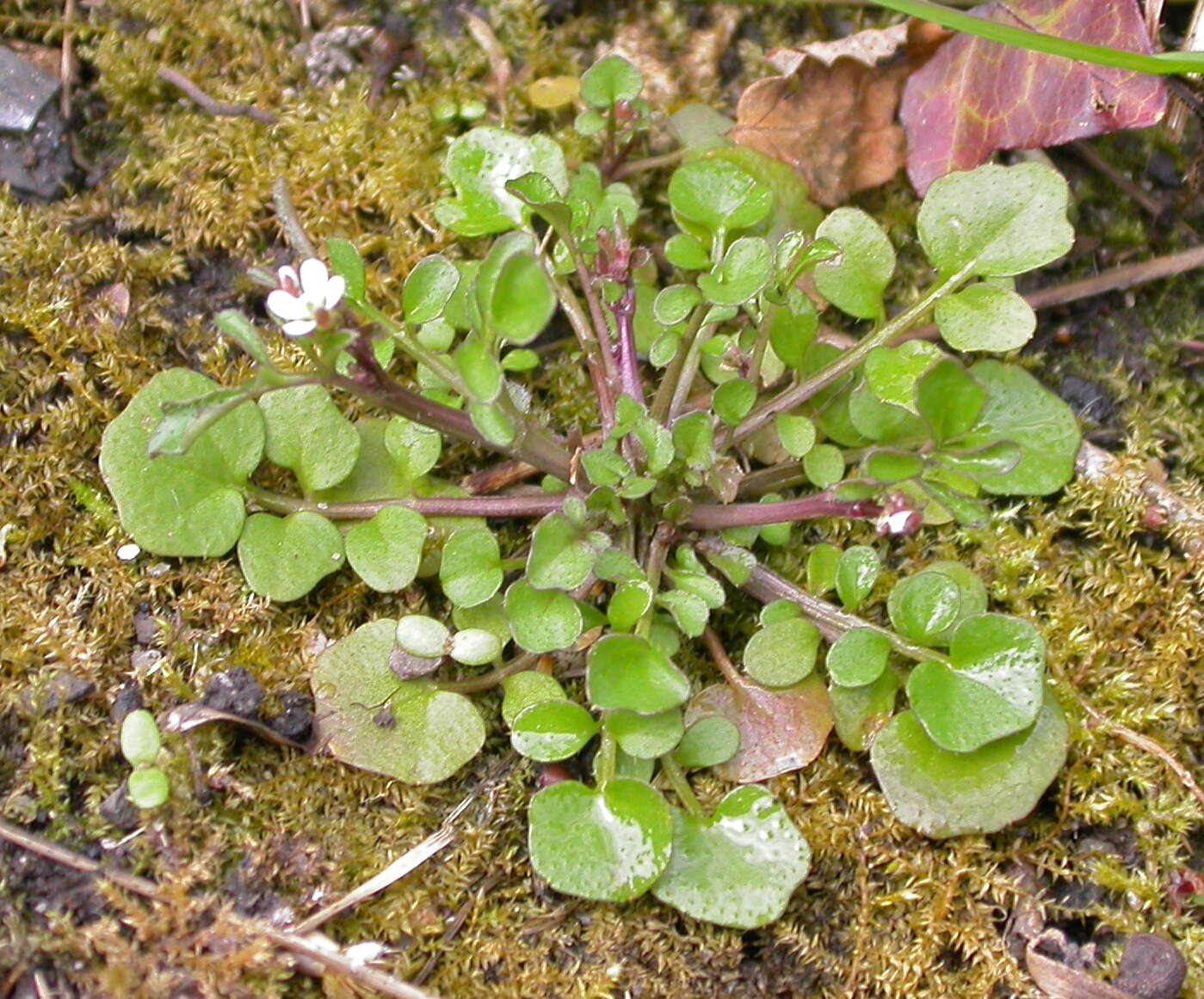 Image of bittercress