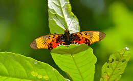 Image of Pseudacraea boisduvalii subsp. trimenii (Butler 1874)