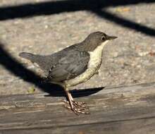 Image of dippers