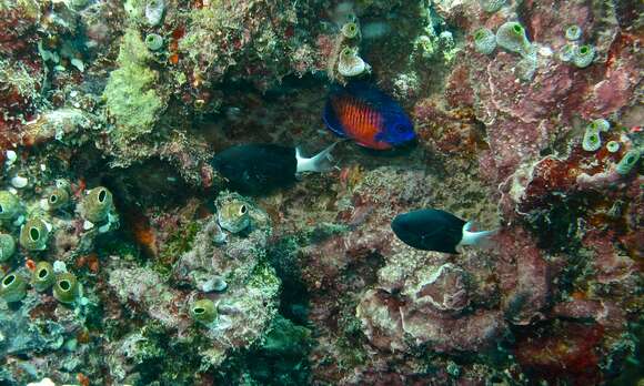 Image of Coral Beauty Angel