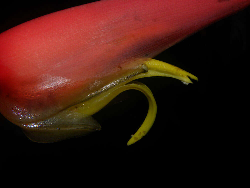 Image of Heliconia trichocarpa G. S. Daniels & F. G. Stiles