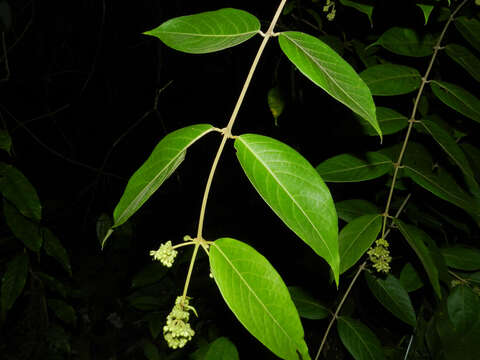 Image of Aegiphila cephalophora Standl.