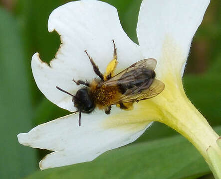 Image of Andrena bicolor Fabricius 1775