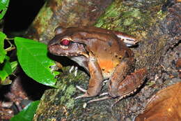 Image of Lepdodactylus