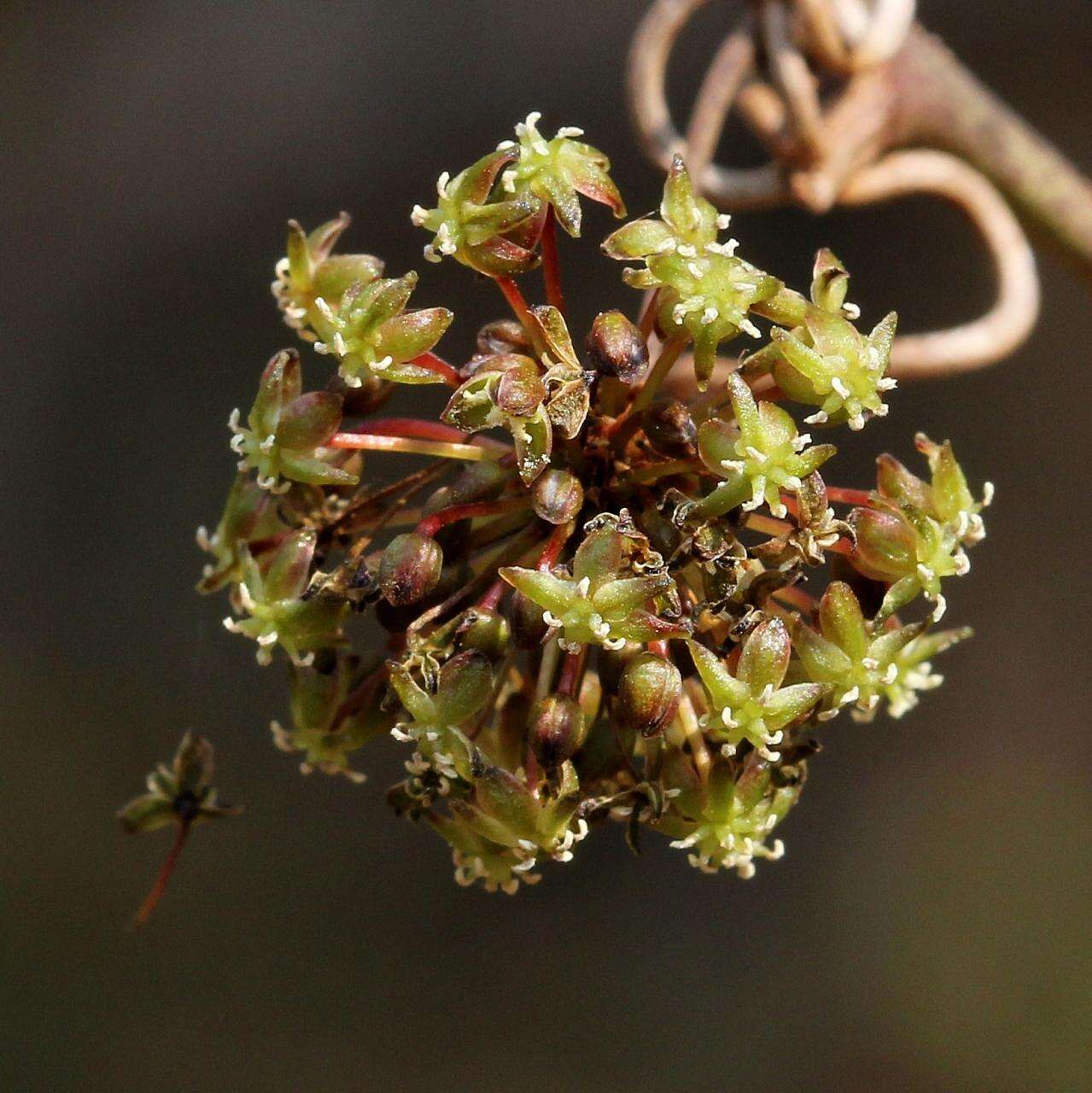 Smilax brasiliensis Spreng. resmi