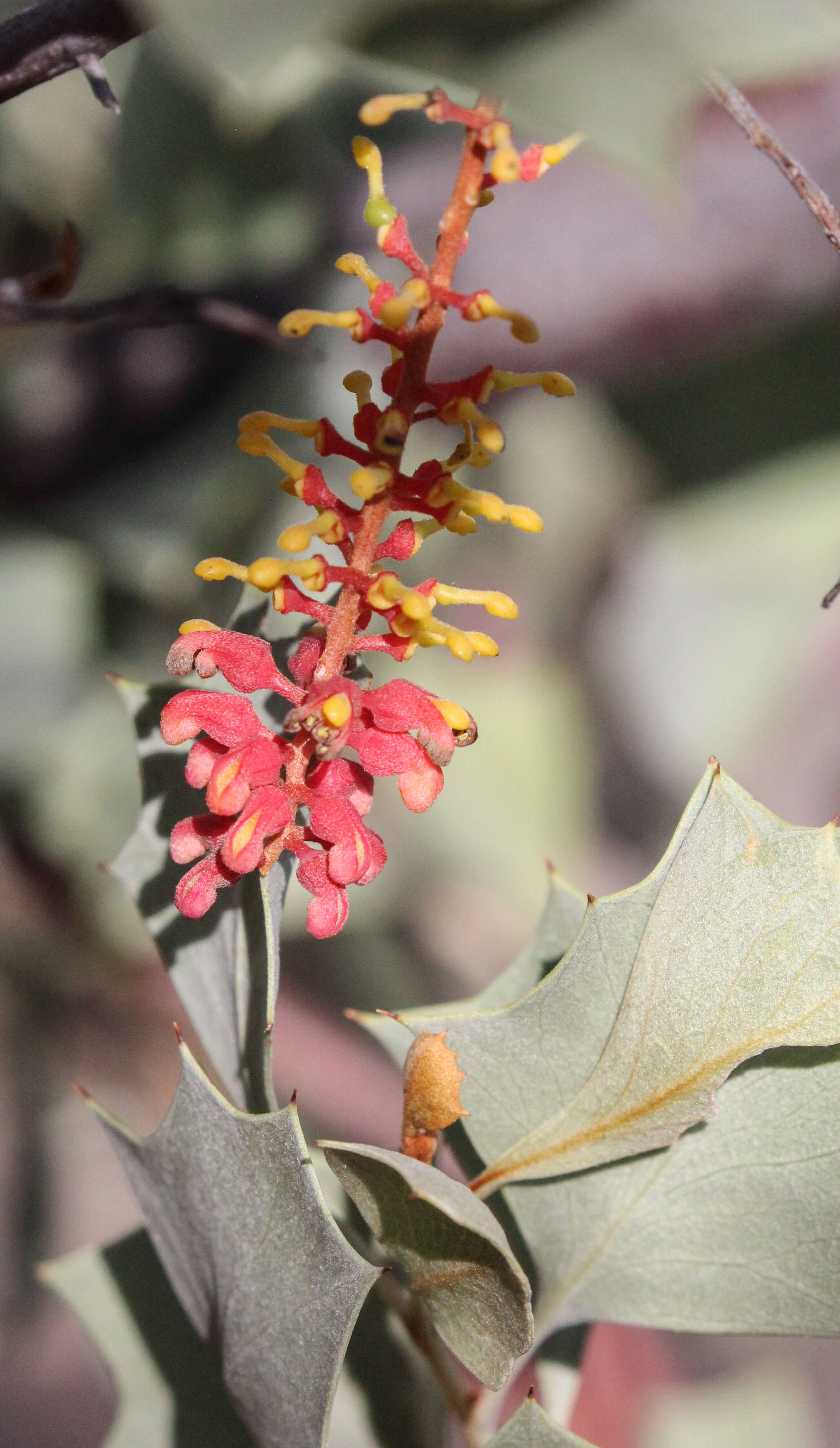 Image of Grevillea wickhamii subsp. aprica Mc Gill.