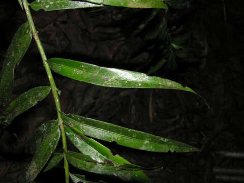 Image of Podocarpus guatemalensis Standl.