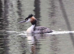 صورة Podiceps cristatus australis Gould 1844