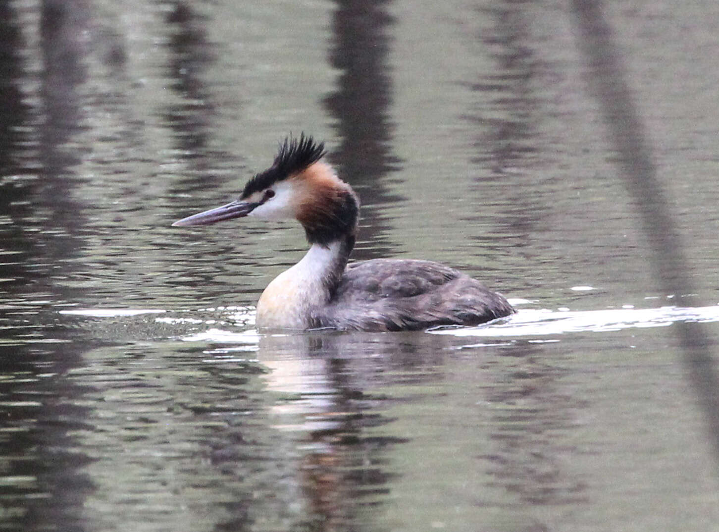 صورة Podiceps cristatus australis Gould 1844