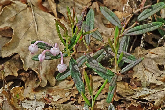 Image of bog rosemary