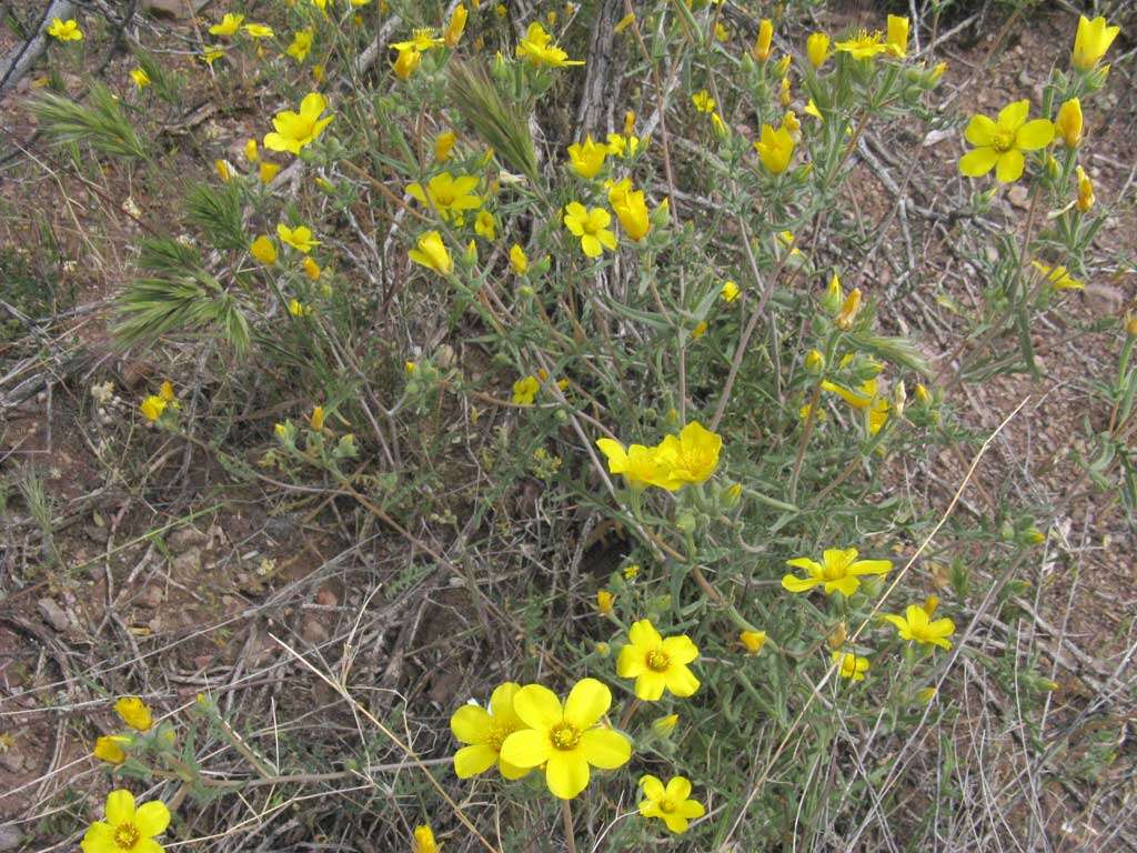 Image of Jones' blazingstar