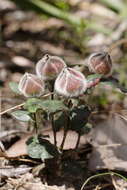 Image of Hibbertia quadricolor Domin