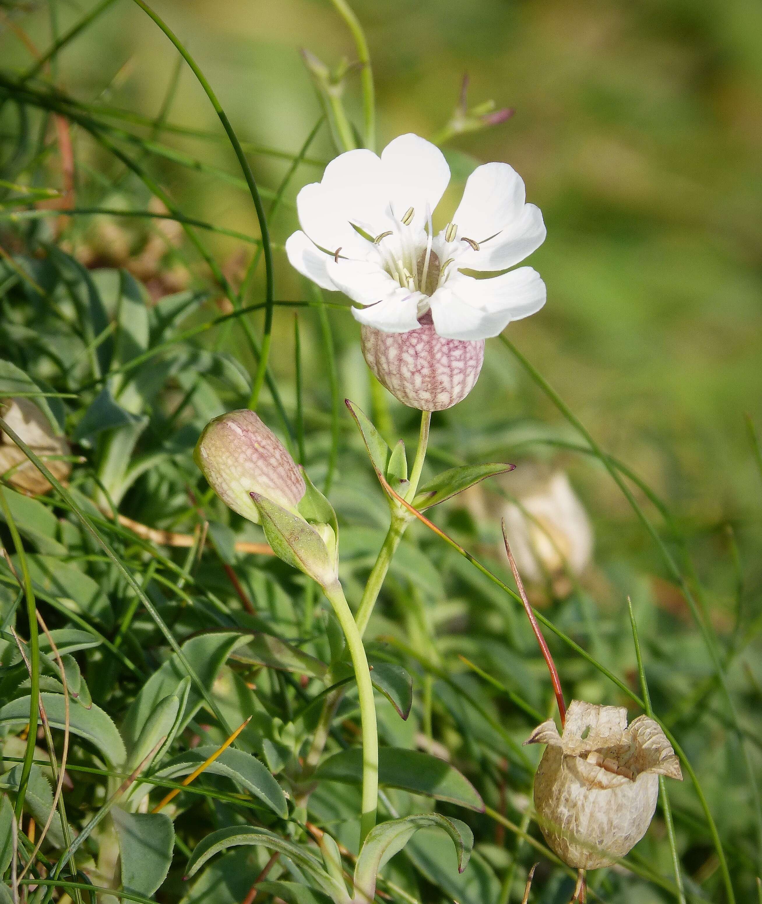 Image of sea campion