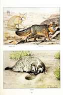 Image of Grey Foxes