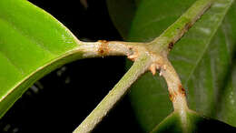 صورة Niedenzuella sericea (A. Juss.) W. R. Anderson