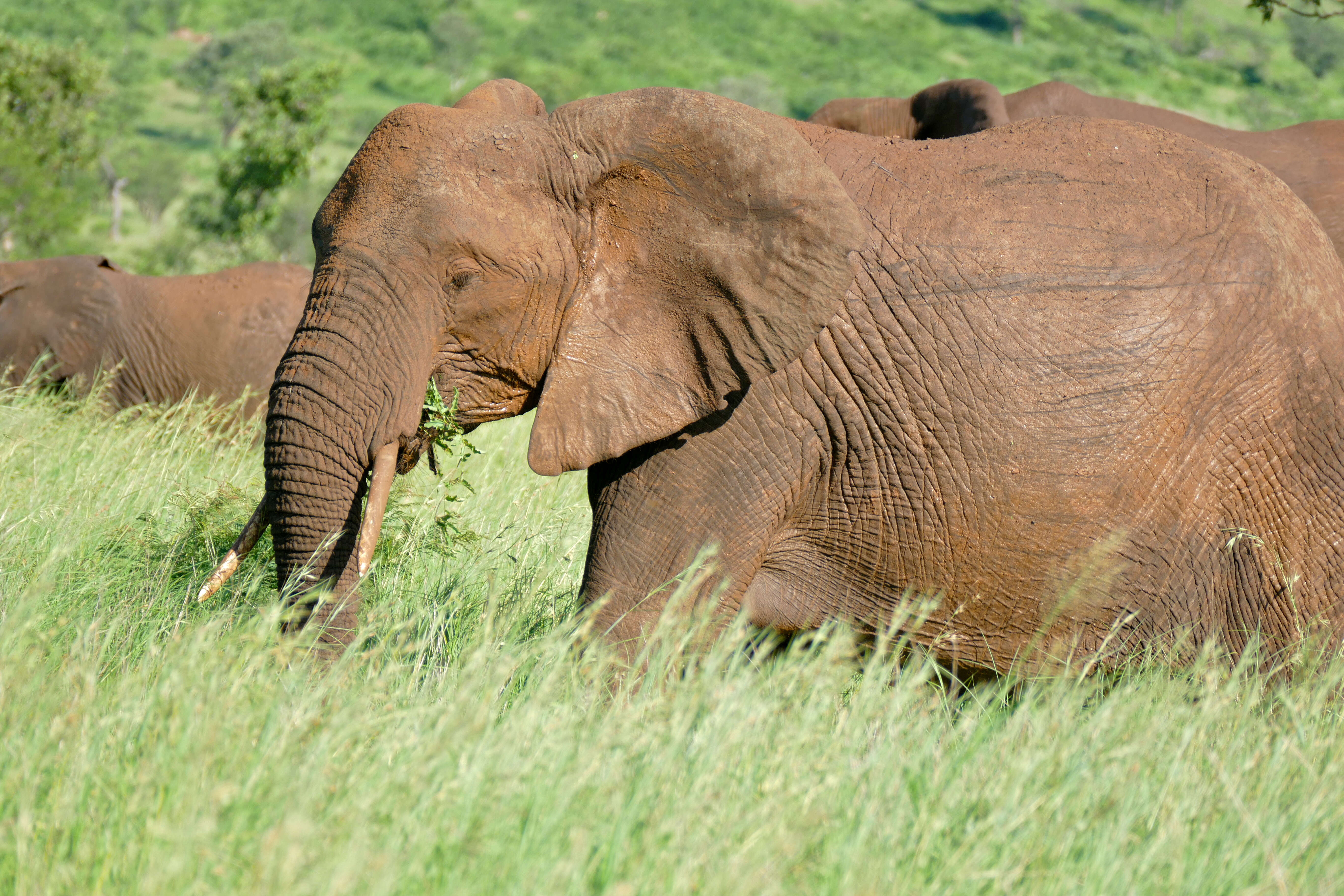 Image of African bush elephant