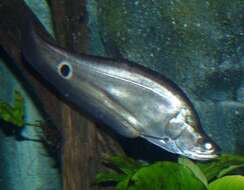 Image of featherfin knifefishes