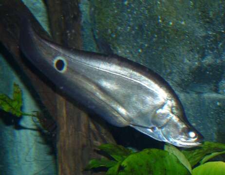 Image of Thousand dollar knife fish