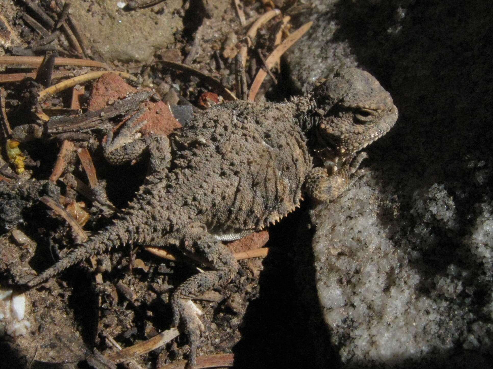 Image of horned lizard