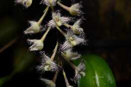 Image of Bulbophyllum lindleyanum Griff.