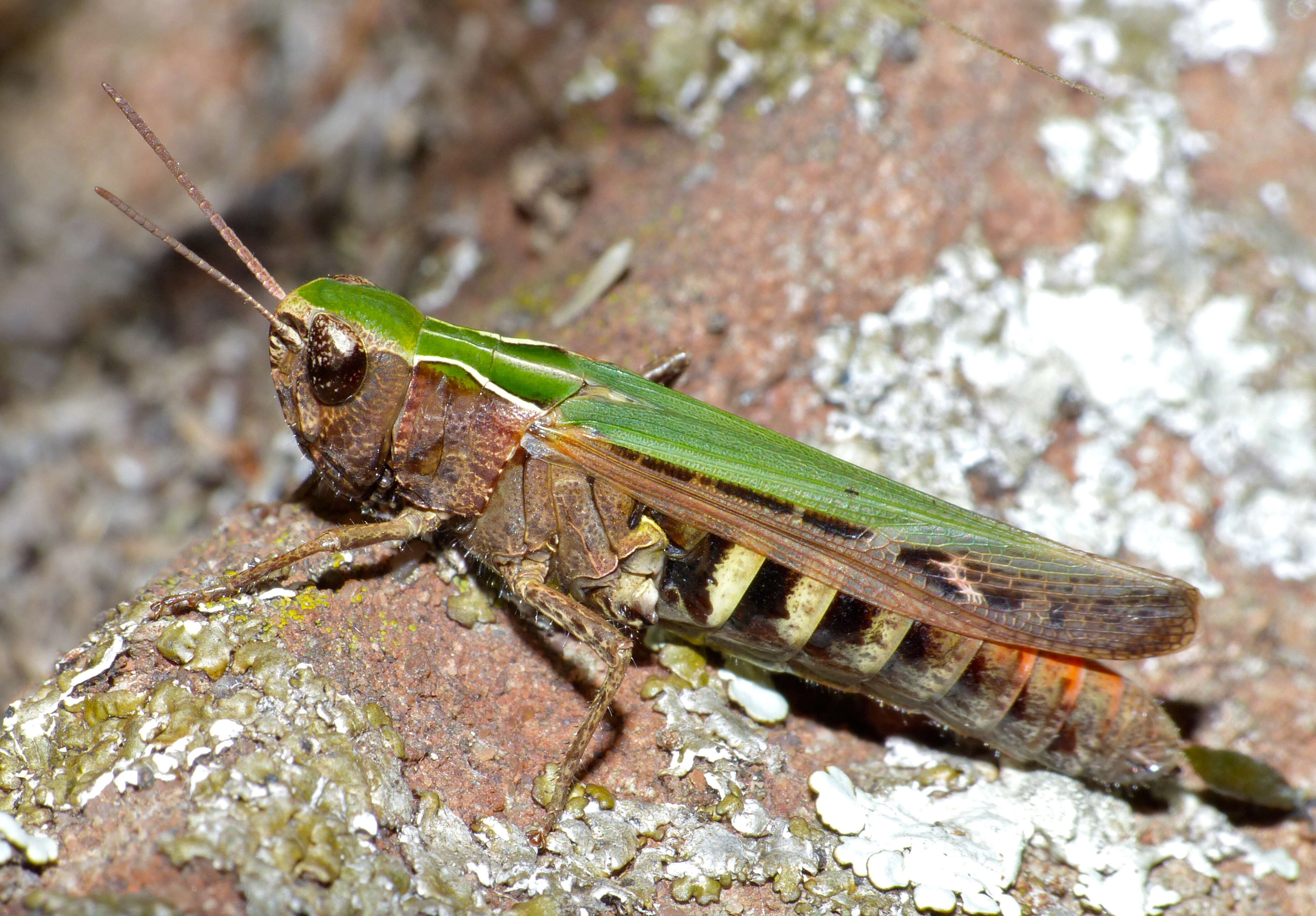 Image of woodland grasshopper