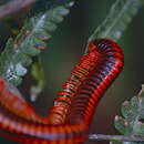 Image of fire millipedes