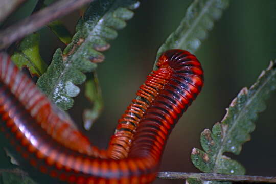 Image of Pachybolidae