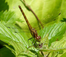 Image of Sympetrum Newman 1833