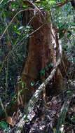 Plancia ëd Parkia pendula (Willd.) Walp.