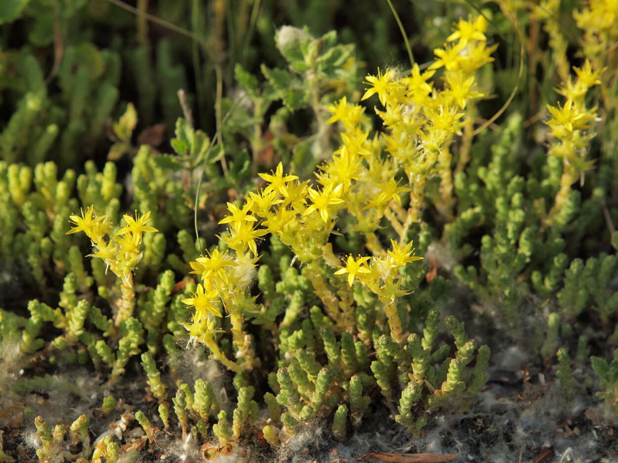 Image of stonecrop