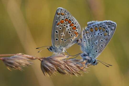 Image of Polyommatus