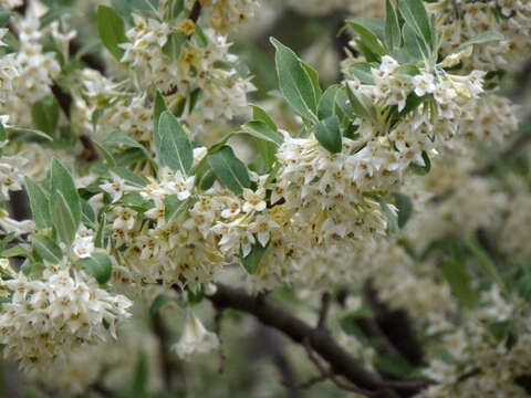 Image of autumn olive