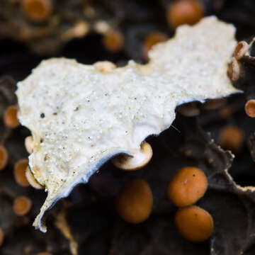 Image of Anomalobaria