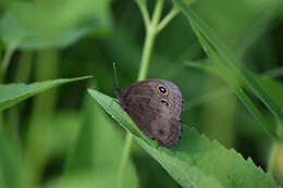 Image of Common Wood Nymph