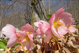 Image of Hellebore