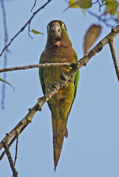 Image of Aratinga nana