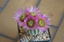 Image of Bailey's Hedgehog Cactus